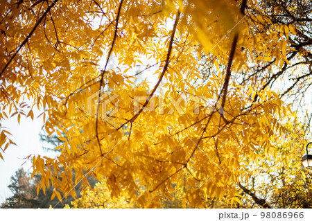 カイノキの紅葉 98086966