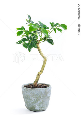 観葉植物、シェフレラ・レナータの鉢植え【白背景】 98086972