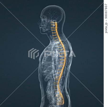 The nervous system is a network of nerves and cells that carry messages from the brain and spinal cord to the body. The nervous system is a network of nerves and cells that carry messages from the brain and spinal cord to the body. 98087807
