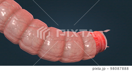 The human intestines function to absorb digestive products and have special structures to perform this function. The human intestines function to absorb digestive products and have special structures to perform this function. 98087888