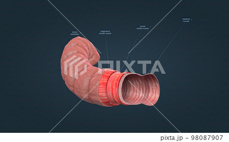 The human intestines function to absorb digestive products and have special structures to perform this function. 98087907