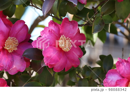 日本の冬の庭に咲く赤い椿の花 日本の冬の庭に咲く赤い椿の花 98088342