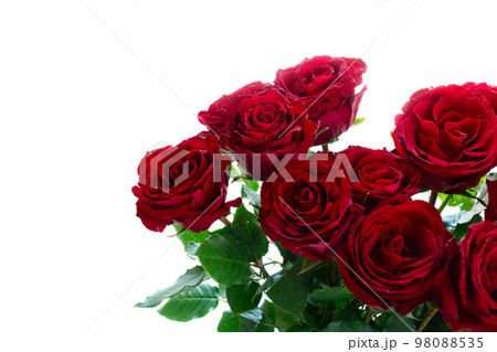 Crimson red rose flowers Crimson red rose flowers 98088535