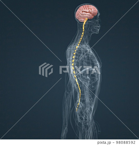 Central Nervous System. Brain and spinal cord Central Nervous System. Brain and spinal cord 98088592