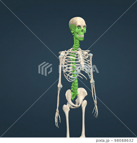 Human face, neck and spinal cord skeleton 98088632