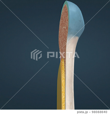 The humerus also known as the upper arm bone is a long bone that runs from the shoulder and scapula to the elbow. 98088640