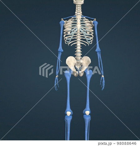 A long bone is a bone that has a shaft and 2 ends and is longer than it is wide. A long bone is a bone that has a shaft and 2 ends and is longer than it is wide. 98088646