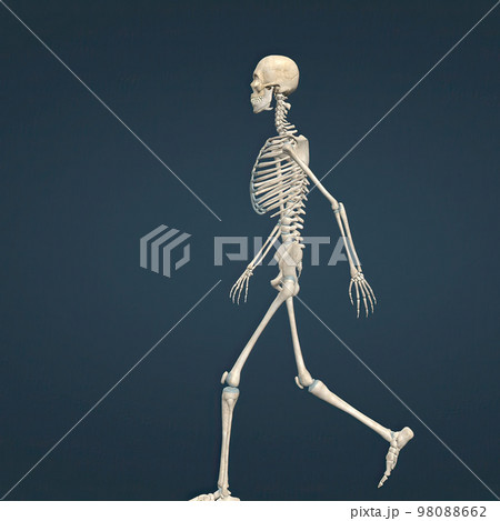 human skeleton, the internal skeleton that serves as a framework for the body. 98088662