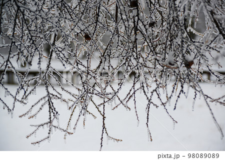 氷の重みで地に着きそうなほどしだれる 98089089