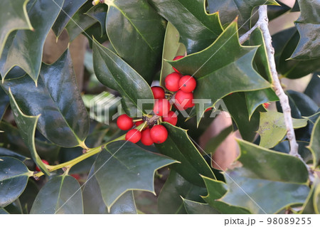日本の冬の庭に咲くセイヨウヒイラギの赤い実とギザギザの葉の様子 98089255