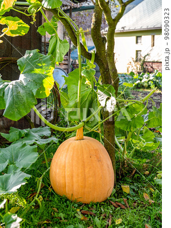 Big pumpkin in the garden Big pumpkin in the garden 98090323