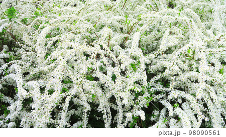 ユキヤナギの花のある風景 98090561