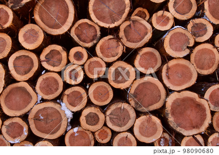 積み上げった杉の丸太 98090680