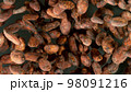 Freeze Motion Shot of Flying Raw Whole Cocoa Beans 98091216