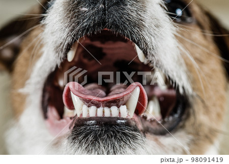 Dog mouth with brilliant excellent white teeth 98091419