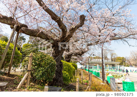 上野公園のコマツオトメ(原木) 上野公園のコマツオトメ(原木) 98092375