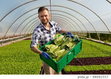 A man with a large box full of romaine lettuce, is in a greenhouse 98092557