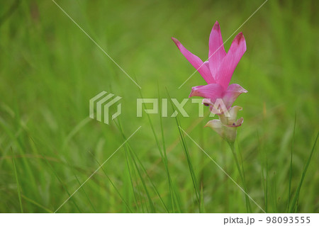 Curcuma sessili pink is blooming beautifully 98093555