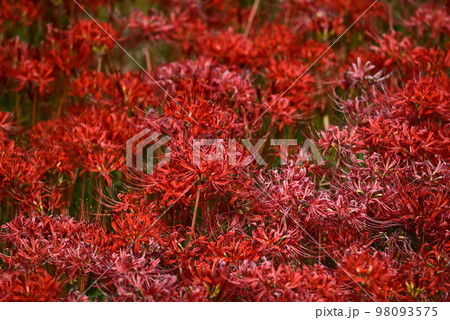 赤い花彼岸花 98093575