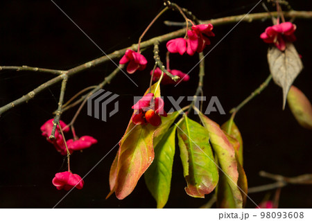 Euonymus europaeus - Spindle shrub also European spindle tree. Shrubs with grey-brown bark, blunt Euonymus europaeus - Spindle shrub also European spindle tree. Shrubs with grey-brown bark, blunt 98093608