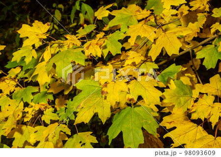 Autumn yellow maple leaf among green foliage. Early Autumn Autumn yellow maple leaf among green foliage. Early Autumn 98093609
