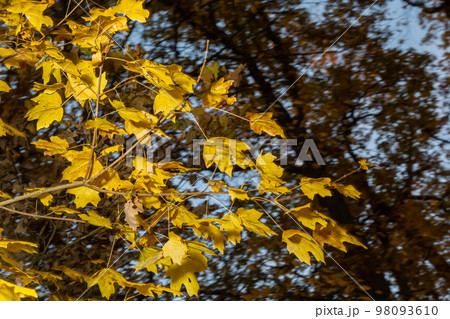 Autumn yellow maple leaf among green foliage. Early Autumn Autumn yellow maple leaf among green foliage. Early Autumn 98093610