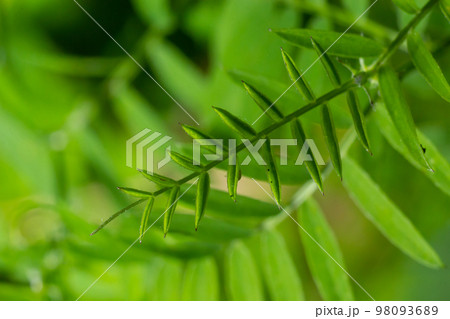 Bush Vetch Vicia sepium. Leaf Closeup. in a natural environment, blurry background Bush Vetch Vicia sepium. Leaf Closeup. in a natural environment, blurry background 98093689