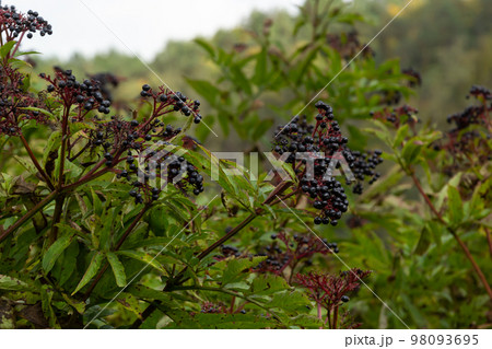In the wild berries ripe on black grassy elder Sambucus ebulus In the wild berries ripe on black grassy elder Sambucus ebulus 98093695