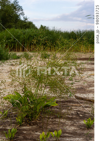 flowers of European water plantain, Alisma plantago aquatica flowers of European water plantain, Alisma plantago aquatica 98093725