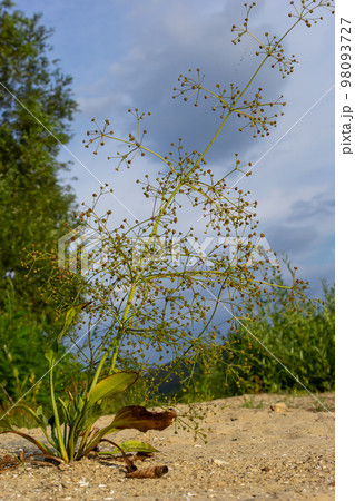 flowers of European water plantain, Alisma plantago aquatica flowers of European water plantain, Alisma plantago aquatica 98093727