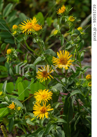 In the summer, the wild medicinal plant Inula blooms in the wild In the summer, the wild medicinal plant Inula blooms in the wild 98093739
