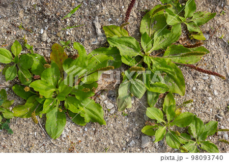 Plantain flowering plant on sandy soil. Plantago major broadleaf plantain, white man's foot or greater plantain 98093740