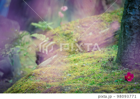 京都市伏見区の城南宮に春に咲く椿を撮影 京都市伏見区の城南宮に春に咲く椿を撮影 98093771