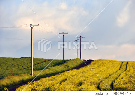 Electricity poles in an agricultural field 98094217