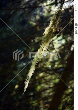 Usnea barbata, old man's beard hanging on a fir tree branch 98094267