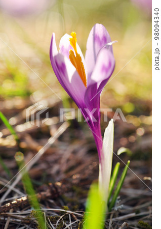 Delicate purple crocus flowers blooming 98094340