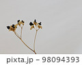 ドライフラワー　植物の背景素材 98094393