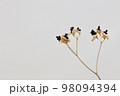 ドライフラワー　植物の背景素材 98094394