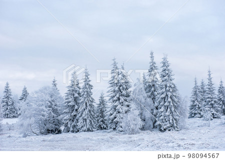 Snow covered frozen trees in the mountains Snow covered frozen trees in the mountains 98094567