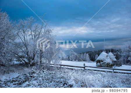 Rime hoarfrost and snow on birch tree branches 98094795
