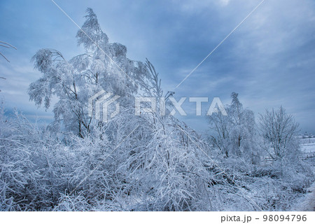 Rime hoarfrost and snow on birch tree branches 98094796