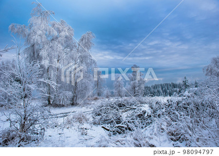 Rime hoarfrost and snow on birch tree branches 98094797