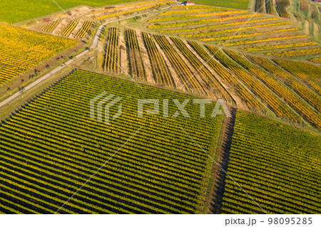 Vineyard drone shot, aerial view from above Vineyard drone shot, aerial view from above 98095285