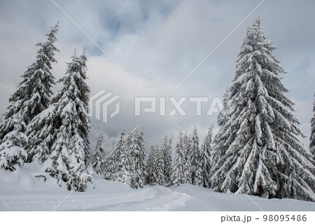 Snowy fir trees at winter Snowy fir trees at winter 98095486