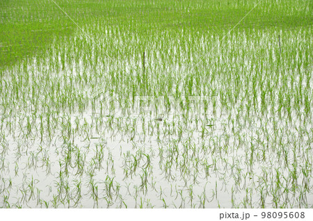 Rice fields in Ninh Binh 98095608