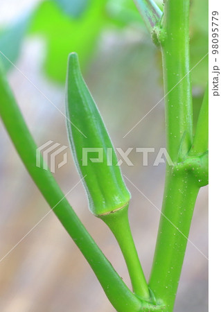 代表的な夏野菜 畑で育つオクラ 代表的な夏野菜 畑で育つオクラ 98095779