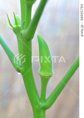 代表的な夏野菜　畑で育つオクラ 98095784