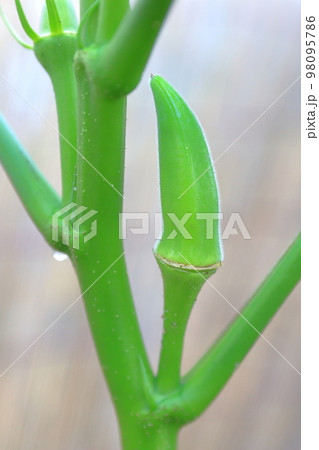 代表的な夏野菜　畑で育つオクラ 98095786