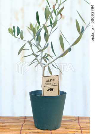 オリーブの鉢植え コロネイキ オリーブの鉢植え コロネイキ 98095794