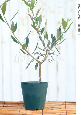 オリーブの鉢植え コロネイキ オリーブの鉢植え コロネイキ 98095798
